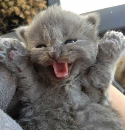 excited-cat-kitten.png